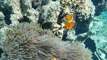 Mantanani Island Snorkeling from Kota Kinabalu