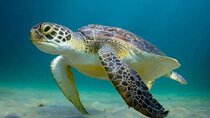 Full day Tulum & Snorkelling with sea turtles, cenote and lunch