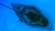 Kailua Bay Ship Wreck Dive