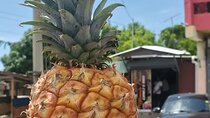 Explore the Beauty of Montego Bay Nature Tour in Jamaica