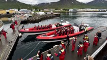 Express Whale Watching in Dalvik 