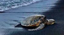 Punalu’u Black Sand Beach Tour - Volcanoes National Park & Hilo 