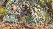 Golden Triangle Tour with Wildlife