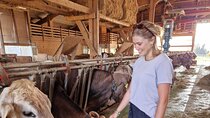 Lucerne Farms and Cheese Tasting Tour
