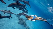 Hurghada Dolphin Watching and Snorkeling Adventure with Lunch