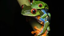 Sarapiqui Frog Experience: Night Experience in the Jungle.