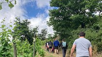 Hiking and Wine between Côte-Rôtie and Condrieu