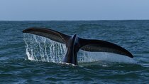  Hermanus Whale Watching Shoreline Activity 