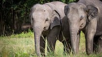 Ethical Elephant Sanctuary in Koh Samui