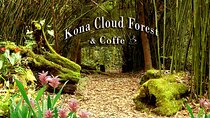 Kona Shore Excursion: Kona Cloud Forest , Coffee & Sea Turtles 