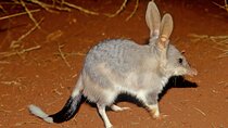 Australian Animal Night Safari