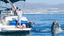 Whale Watching & Snorkeling Private Yacht Tour Cabo with Food & Drinks