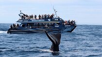 Full Day Kaikoura Tour Whale Watching Seals and Scenic Coast