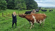 Sheep & Beef Working Farm Private Tour
