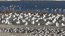  Auckland Birdwatching and Hiking Private Tour