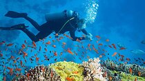 Scuba Diving Adventure in Angra dos Reis