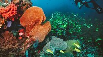 Diving in the Crystal-Clear Waters of Angra dos Reis