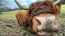  Highlands Cows Glencoe and Castles Private Tour from Glasgow