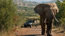 3 Days Pilanesberg Safari at Bakubung Lodge with Open Drives