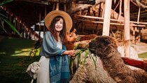Sacred Valley Pisac Ollantaytambo and Chinchero Full-Day Tour