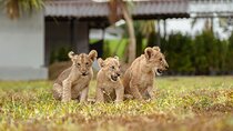 Lion Land Phuket Entry Ticket with Private Hotel Transfer