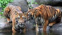 5 Day Delhi Agra Jaipur with Ranthambore-Taj Mahal Sunrise/Sunset