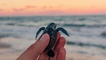 Bali Horse Riding and Turtle Release at Saba Beach