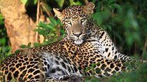 Wilpattu National Park Jeep Safari Tour From Kandy