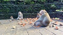 Ubud Monkey Forest Guided Walking Tour – All-Inclusive