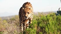 15 Day Luxury Garden Route Tour Wine Marine and Wild Safaris