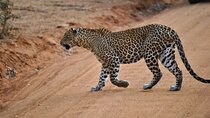 Yala 4h Jeep Safari: Guided Wildlife Experience (All Inclusive) 