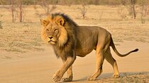 Exciting Hluhluwe-Imfolozi Open Vehicle Wildlife Adventure