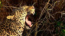 Full Day Hluhluwe Imfolozi Safari & St Lucia Boat Tour