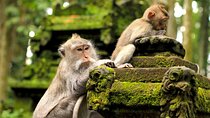 Ubud Adventure: Forest, Swing and Holy Spring