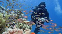 Advanced PADI Diving Course Includes Lunch & Transfers - Hurghada