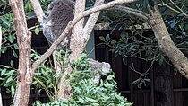 Wollongong Sightseeing Guided Day Tour