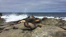 Full Day Private SD Tour from Coronado Island 