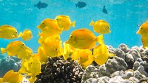 Small-Group Snorkel at Kealakekua Bay in Captain Cook, Big Island