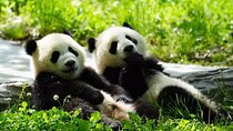 8-Day Luxury Escape: Chengdu Charm & Jiuzhaigou Wonder
