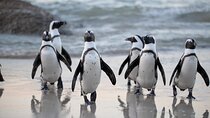 Private Cape Town Sightseeing Tour 