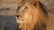 3 Day Adventure: Game Drive Safari in Maasai Mara from Nairobi