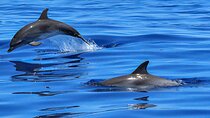 Dolphins and sunset watching private boat tour from Pula 