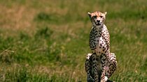 From Arusha: 5day Private Tarangire, Ngorongoro, Serengeti Safari
