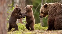 Small-group max 7 - Bears Safari on Top Gear Road -Transfăgărășan