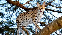 Hluhluwe Safari & Emdoneni Wild Cat Conservation Experience