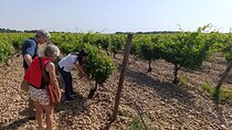 Rueda White Wine Tour with Michelin-Star Lunch from Madrid