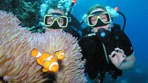 Coral Garden Diving Trip with Two Dives & Transfers – Marsa Alam