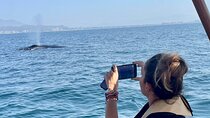 Whale Watching Experience in Puerto Vallarta