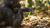 1-Day Ngamba Island chimpanzee tour
