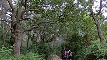 Mercadante Forest : excursion in Alta Murgia National Park